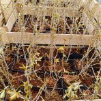 Rakytník rešetliakový (Hippophae rhamnoides) ´POLLMIX´ - výška 20-30 cm, kont. P9 - SAMEC